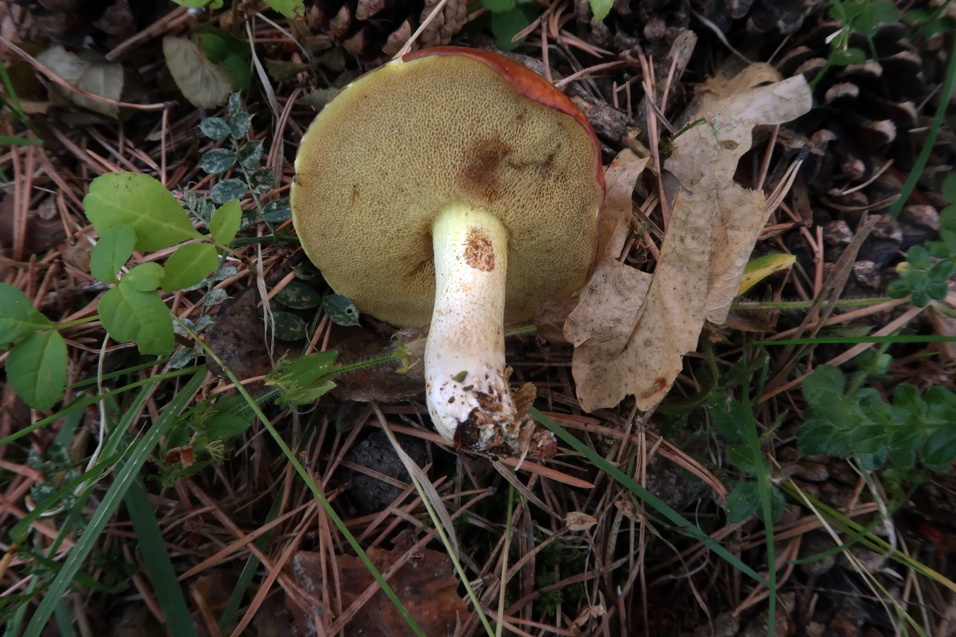 Suillus granulatus - 1 - IMG_0006